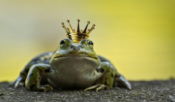 frogprince