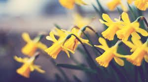 Daffodils